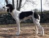 Profile picture of the animal