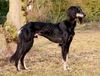 Profile picture of the animal