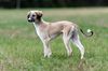 Profile picture of the animal