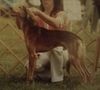 Profile picture of the animal