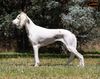 Profile picture of the animal