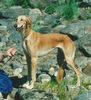 Profile picture of the animal