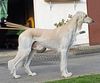 Profile picture of the animal