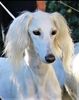Profile picture of the animal
