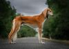Profile picture of the animal