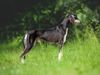 Profile picture of the animal