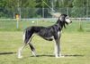 Profile picture of the animal