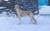 Profile picture of the animal