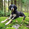 Profile picture of the animal