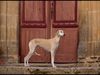 Profile picture of the animal