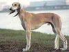 Profile picture of the animal