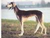 Profile picture of the animal
