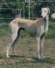 Profile picture of the animal