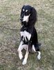 Profile picture of the animal