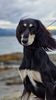 Profile picture of the animal