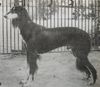 Profile picture of the animal