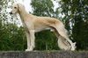Profile picture of the animal