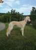 Profile picture of the animal