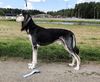 Profile picture of the animal