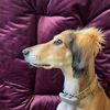 Profile picture of the animal