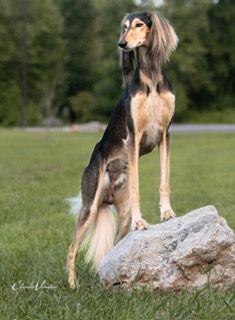 Saluki Rhodesian Ridgeback Saluki - The Breed Archive