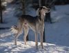 Profile picture of the animal
