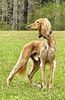 Profile picture of the animal