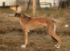 Profile picture of the animal