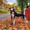 Profile picture of the animal