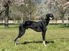 Profile picture of the animal
