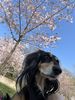 Profile picture of the animal