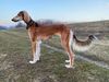 Profile picture of the animal