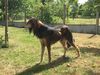 Profile picture of the animal